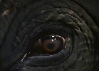 Elephant cock is a marvelous thing to look at