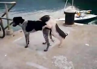 Assertief dier neukt hier een sexy hondje