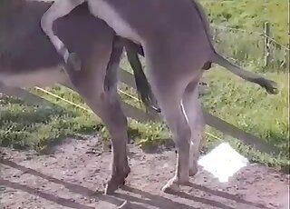 Hardcore animal fuck action with a beautiful lady