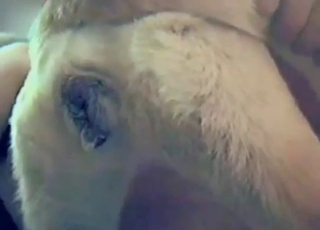 Doggystyle banging with a tight-ass animal