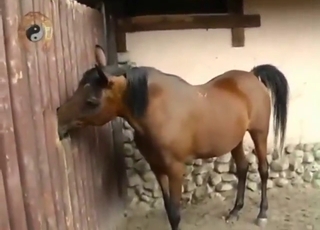 Mare porn scene with an animal that loves teasing