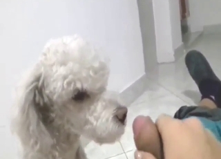 Cum-tastic porn movie with a white pooch here