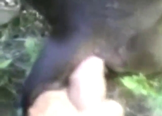 Black animal is going to get fucked by a dude