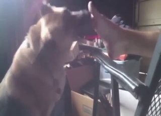 Foot fetish zoo fuck with lots of toe worship