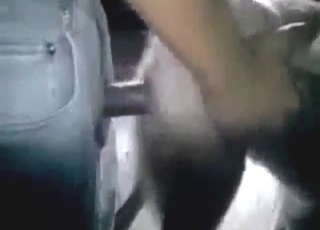 Horse pussy fucked in a zoo XXX banging scene