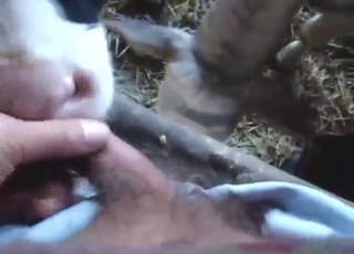 Sexy cow puts that dick in its mouth big time