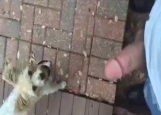 Animal is happy to suck on that dick outside