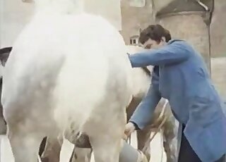 The nice dude is collecting horse sperm with passion