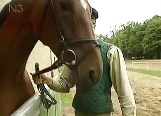 Collecting horse sperm and shooting a documentary