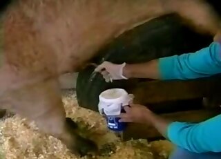 Squeezing fresh sperm out of a long farm penis