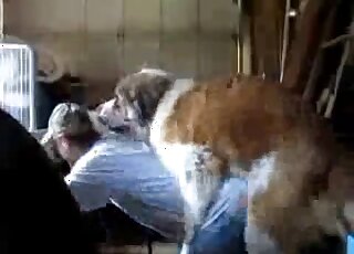 Aesthetic dog bestiality porn with a sensual animal