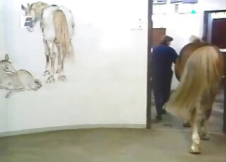 Horse fucks a nice sex toy just to collect some semen